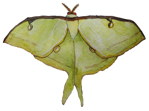 A watercolor painting of a yellow Luna Moth with wings open on a white background.